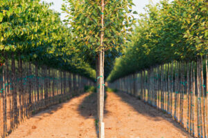 Rows of young trees at a nursery