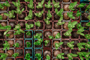 Overhead view of nursery pots and small plants