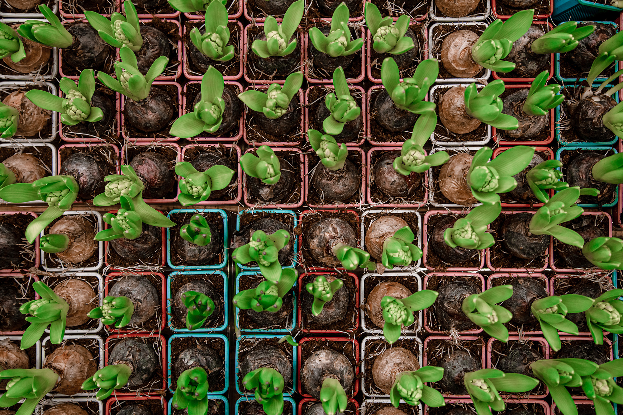 Overhead view of nursery pots and small plants